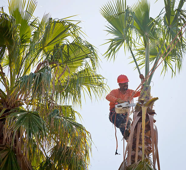 Best Storm Damage Tree Cleanup  in USA